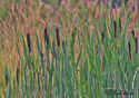 Typha latifolia